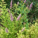 Spiraea douglasii P27 (2)